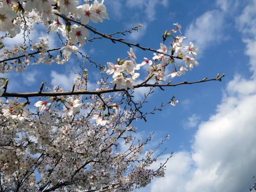 桜と空.JPG