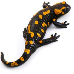 salamander-photo-m.jpg